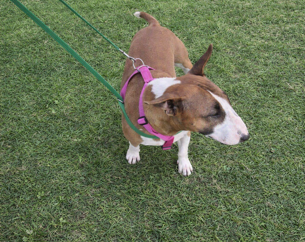 Harmony harness stops dogs pulling
