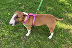 Harmony No-Pull Training Dog Harness with Double-Ended Lead