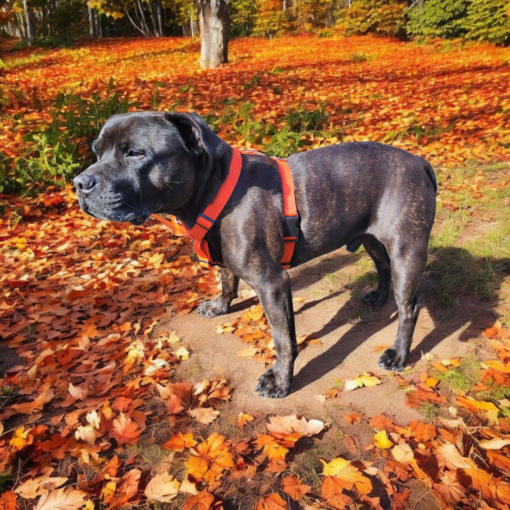 Comfort Dog Harness for Active Dogs