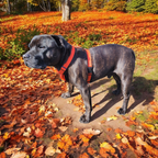 Comfort Dog Harness for Active Dogs