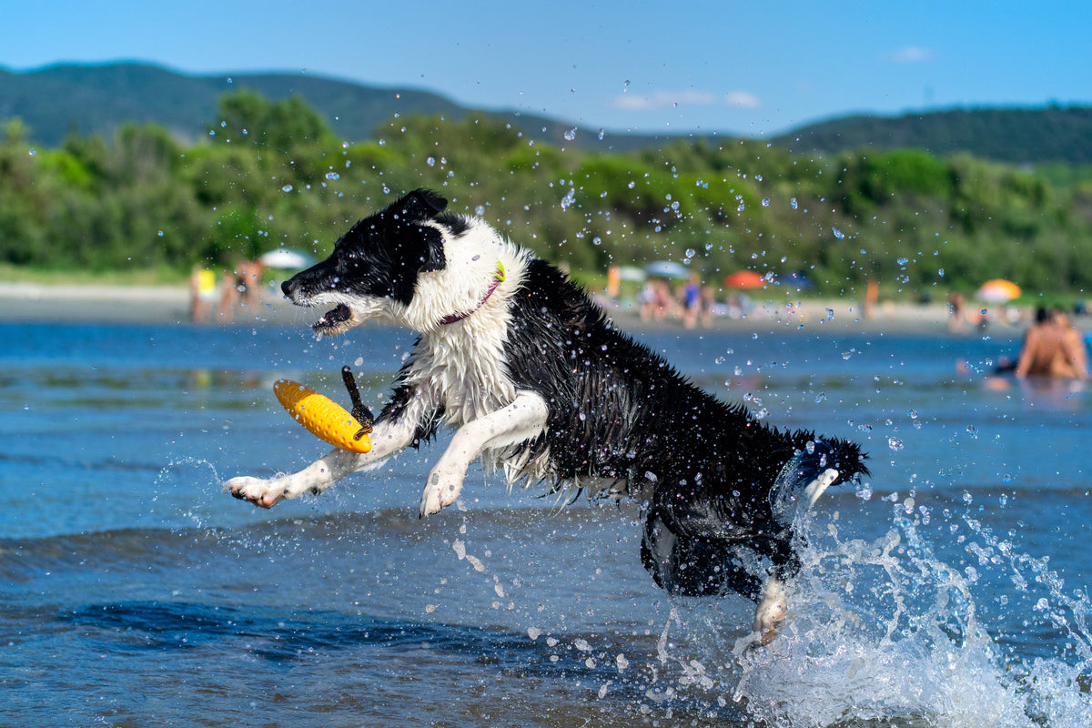 KIWI Walker ZEPPELIN MAXI TPR Foam Dog Fetch Toy