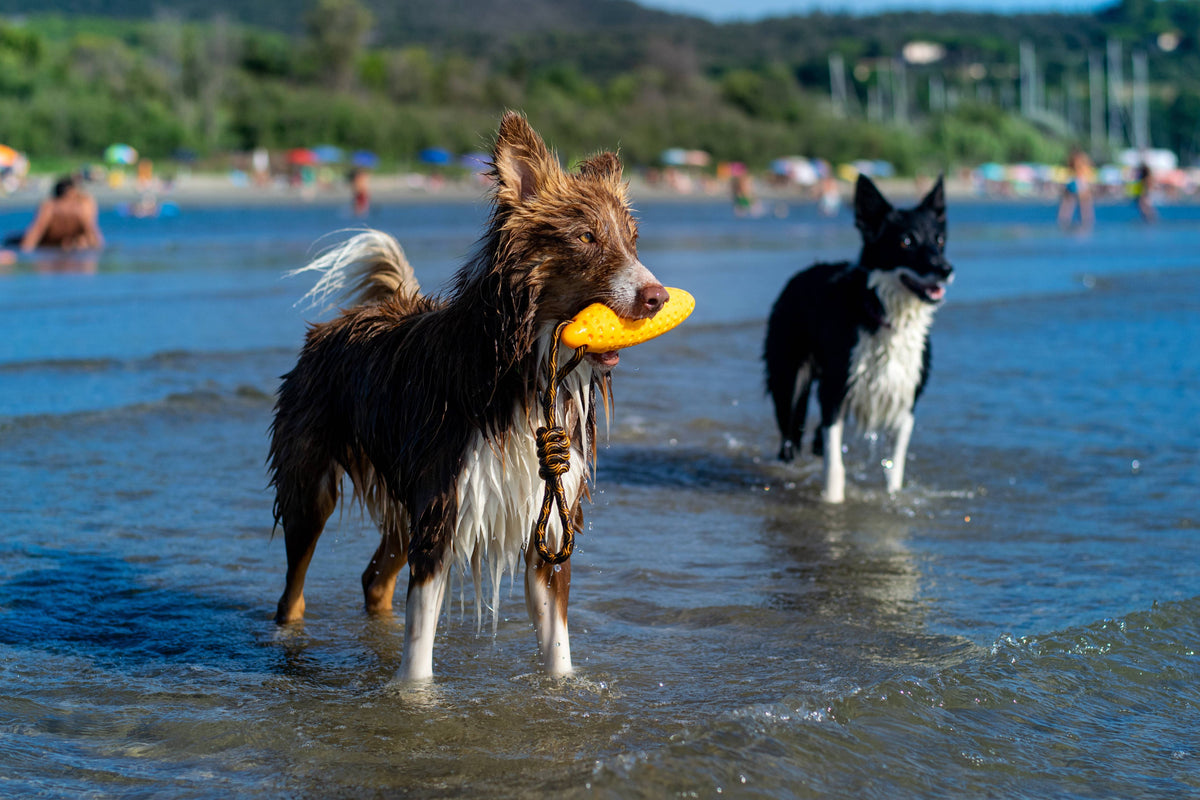 KIWI Walker ZEPPELIN MAXI TPR Foam Dog Fetch Toy