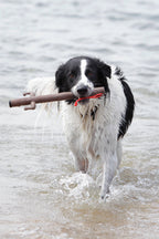 DOOG Elwood Recycled Rubber Dog Fetch Stick Toy
