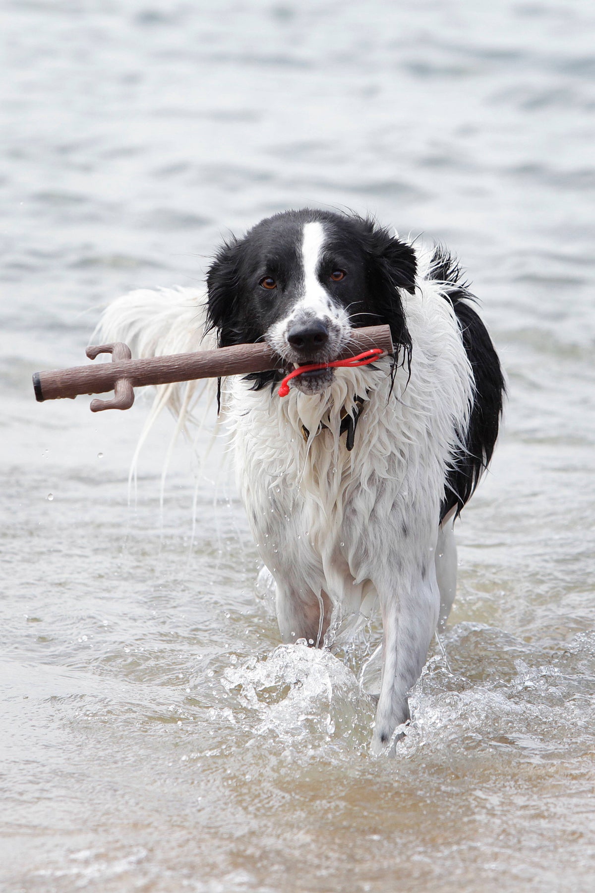 DOOG Elwood Recycled Rubber Dog Fetch Stick Toy