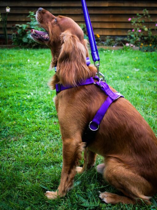Harmony No-Pull Training Dog Harness with Double-Ended Lead
