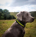 Soft Padded Dog Collar with Side-Release Buckle