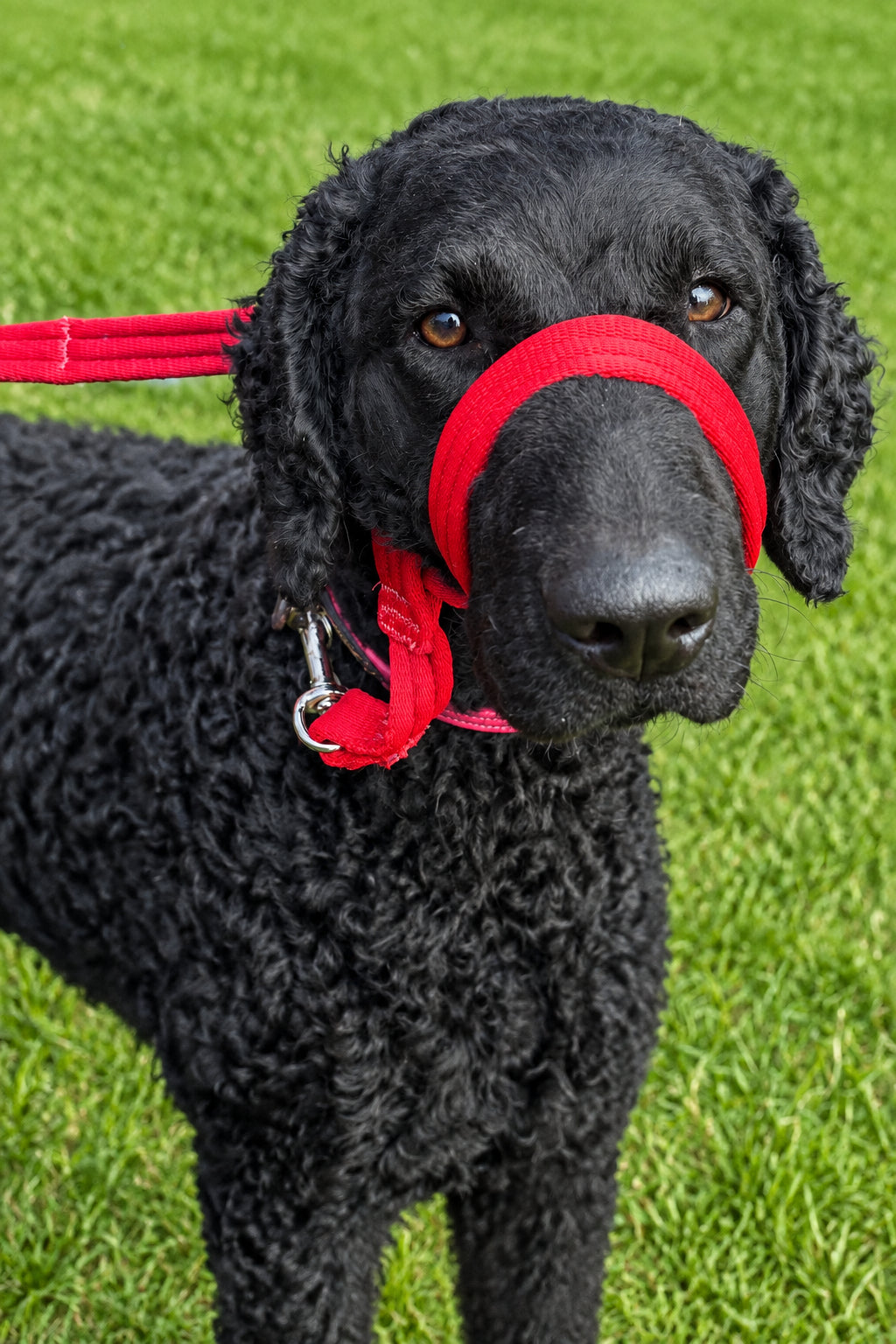 Figure-of-Eight Dog Training Headcollar with Safety Strap