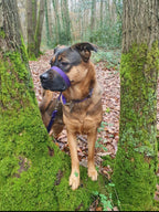 Figure-of-Eight Dog Training Headcollar with Safety Strap