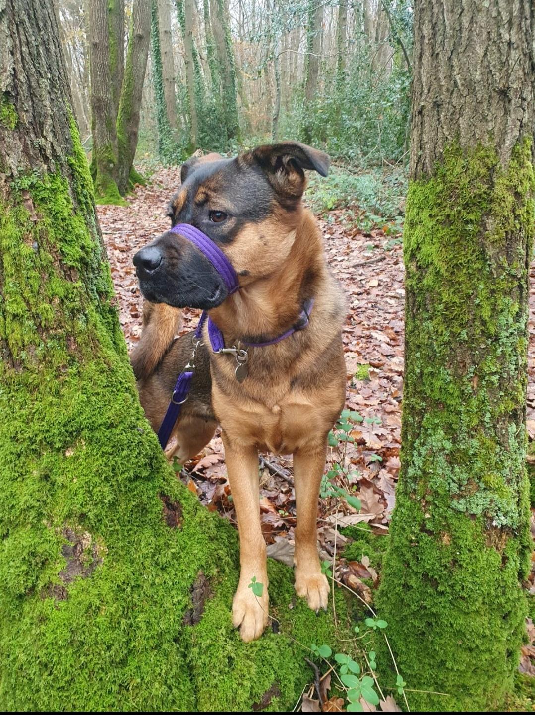 Figure-of-Eight Dog Training Headcollar with Safety Strap