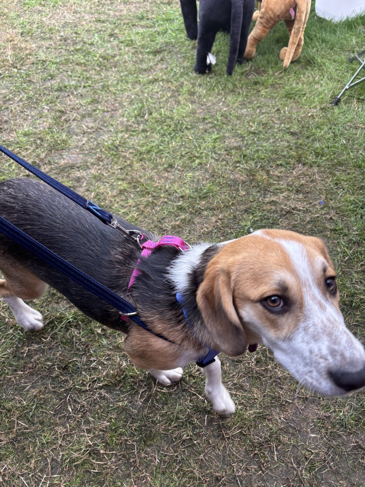 Harmony No-Pull Training Dog Harness with Double-Ended Lead