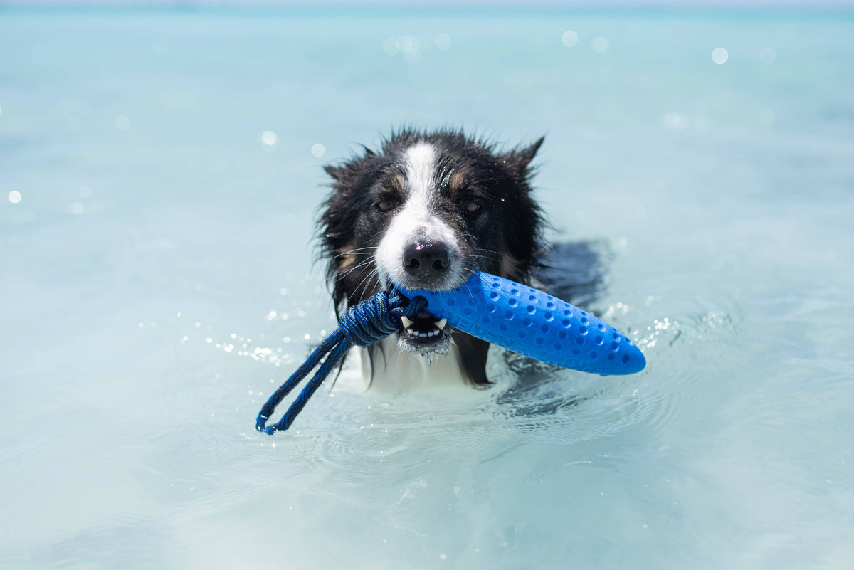 KIWI Walker ZEPPELIN MAXI TPR Foam Dog Fetch Toy