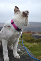 Flat Webbing Dog Collar with Side-Release Buckle