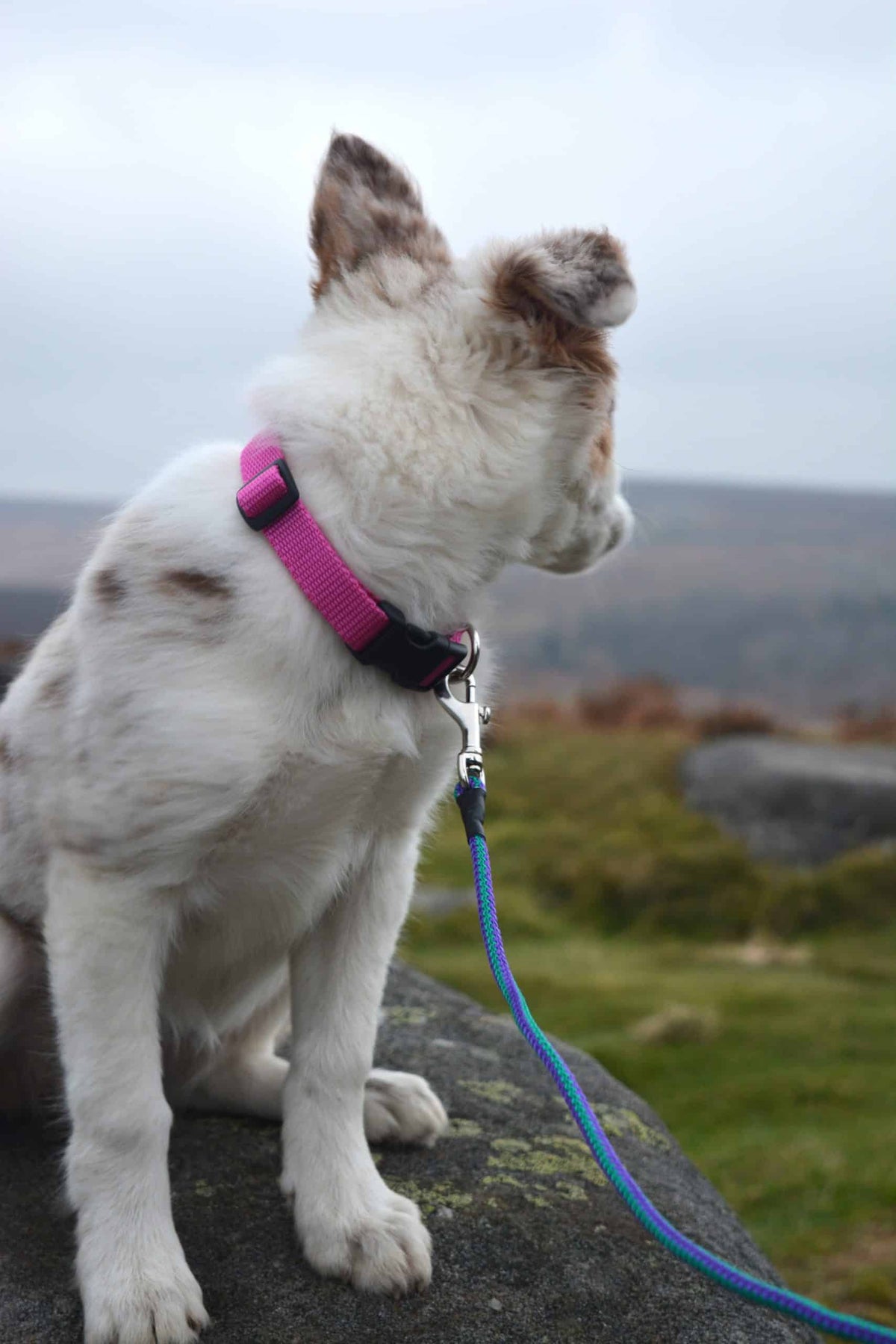 Flat Webbing Dog Collar with Side-Release Buckle