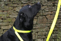Dog Slip Lead with Stop, 180cm x 25mm