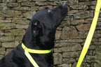 Dog Slip Lead with Stop, 180cm x 25mm