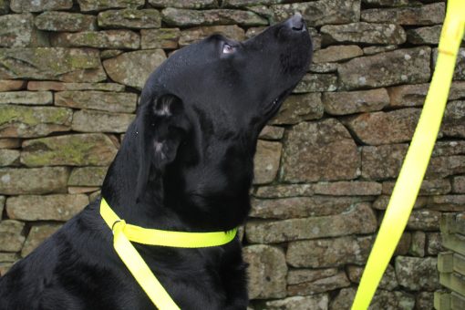 Dog Slip Lead with Stop, 180cm x 25mm