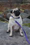 Dog Training Lead – Grippa, 120cm