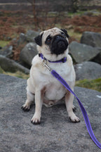 Dog Training Lead – Grippa, 120cm
