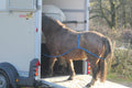 Easy Loader Horse and Pony Trailer Loading Aid