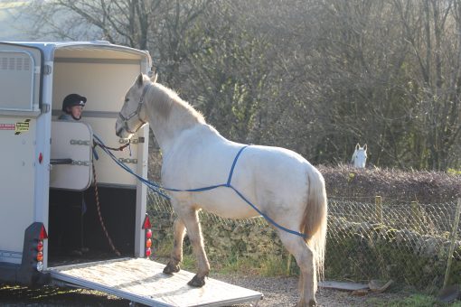 Easy Loader Horse and Pony Trailer Loading Aid