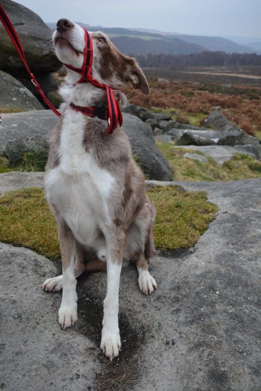 Figure-8 Dog Headcollar with All-in-One Lead
