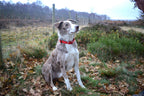 Shepherd’s Working Dog Collar with Chain Attachment, 25mm