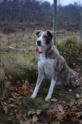 Shepherd’s Working Dog Collar with Chain Attachment, 25mm