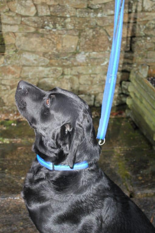 Standard Dog Leads – Soft Padded