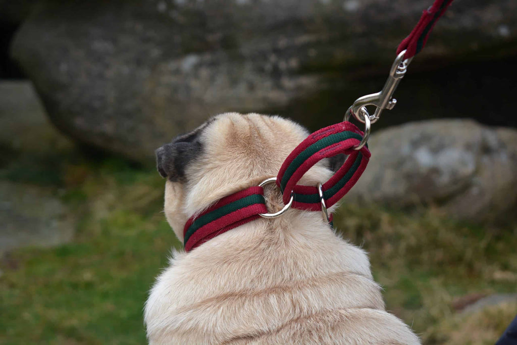 Martingale Dog Collar for Sighthounds