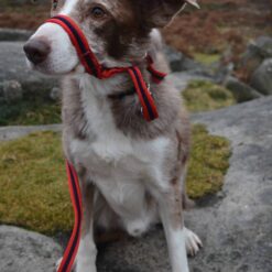 Soft padded webbed figure of 8 dog head collar and lead, red navy red