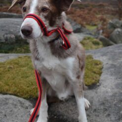Soft padded webbed figure of 8 dog head collar and lead, red navy red