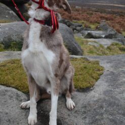 Soft padded webbed figure of 8 dog head collar and lead, red navy red