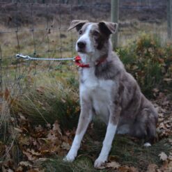 Soft padded webbed shepherd's dog collar, red